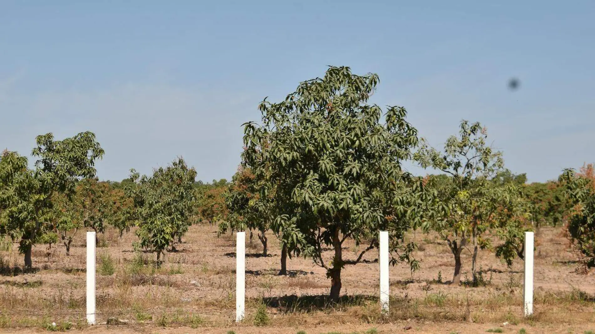 Sequía afecta a agricultores de Mazatlán